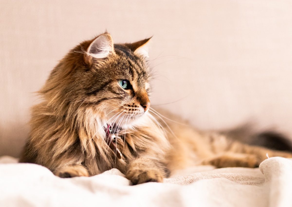 Kranke Katze spirituell begleiten