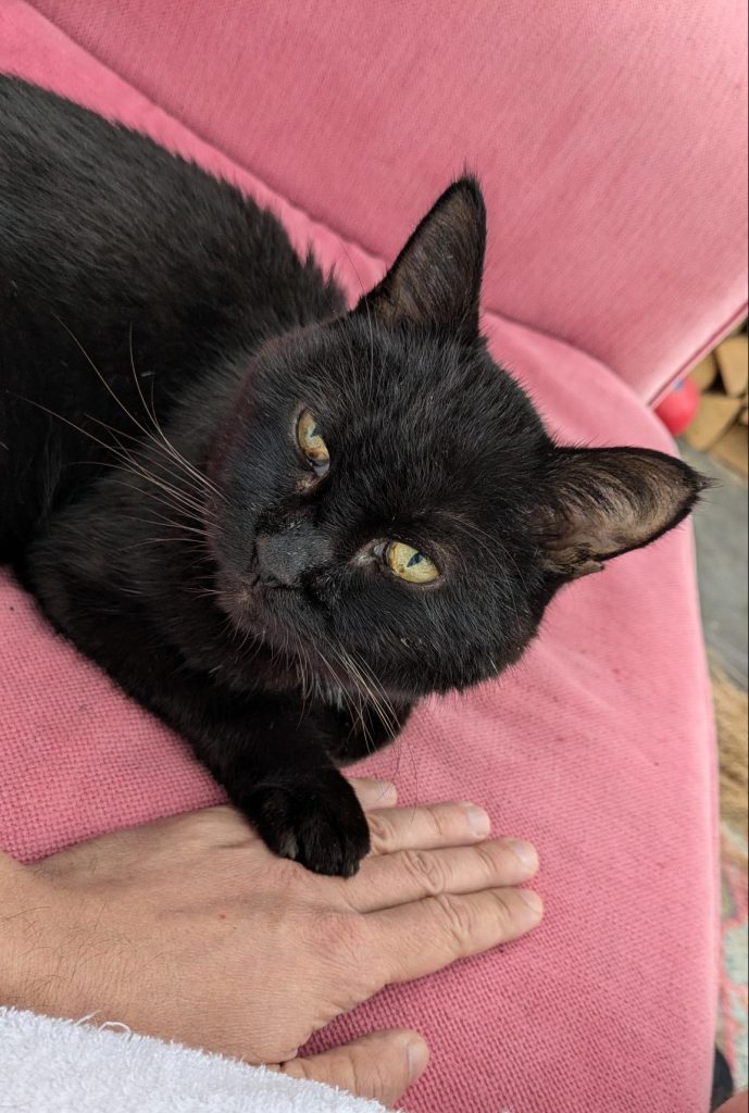 Kater auf rosa Sofa
