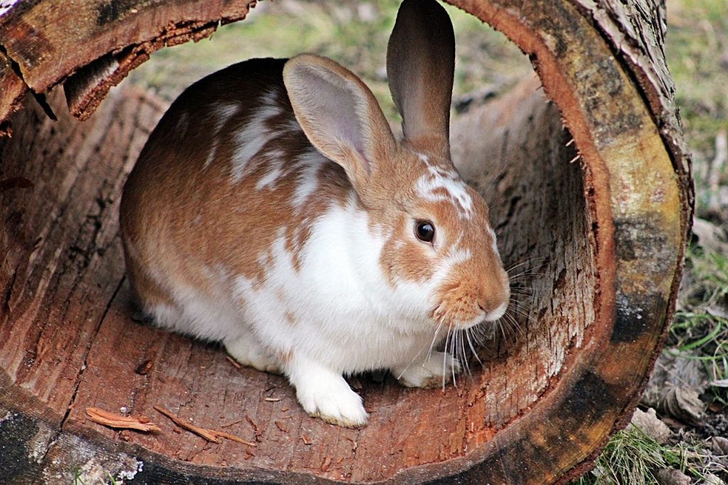 Altes Kaninchen begleiten