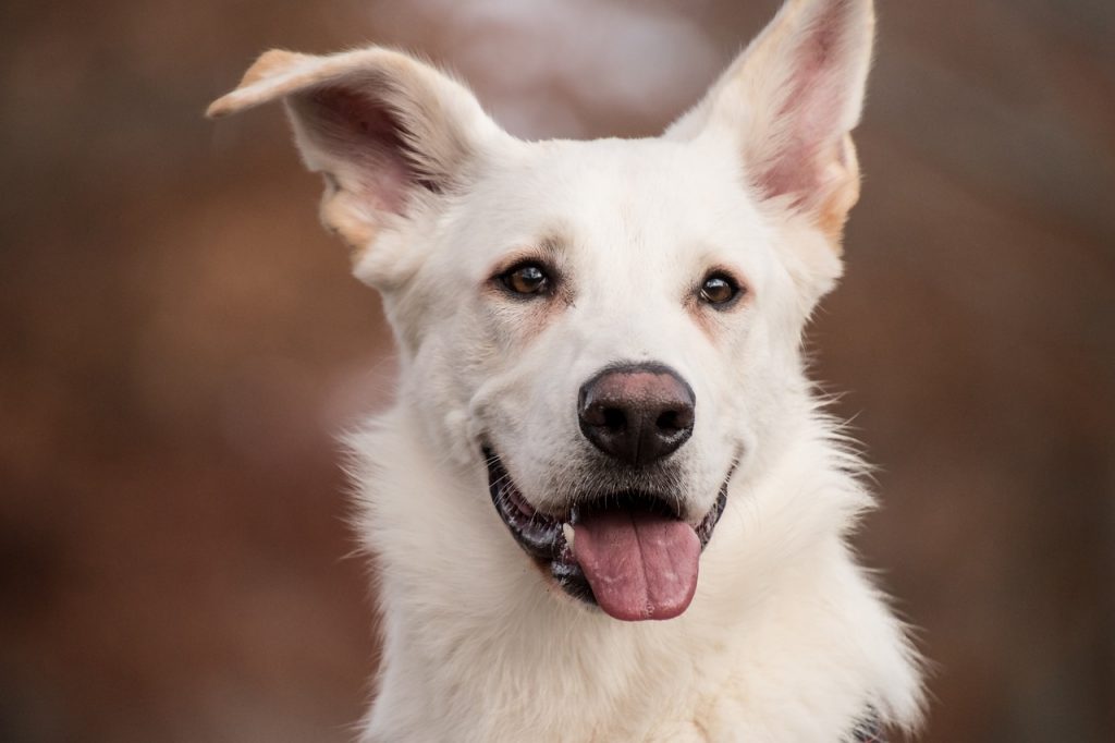 Sterbegleitung Hund